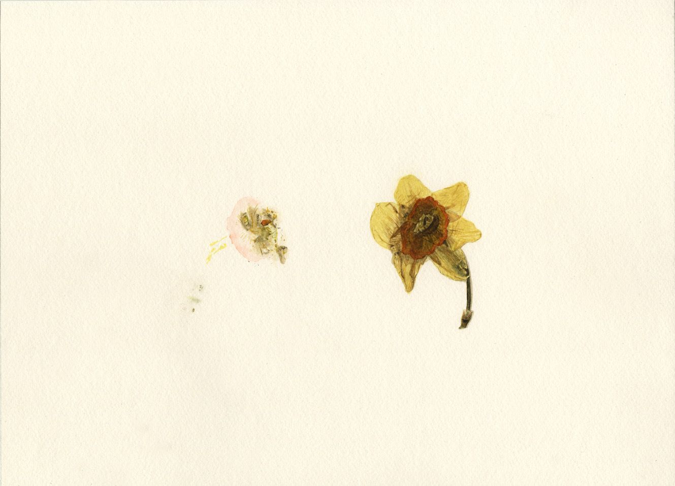 Florit 002