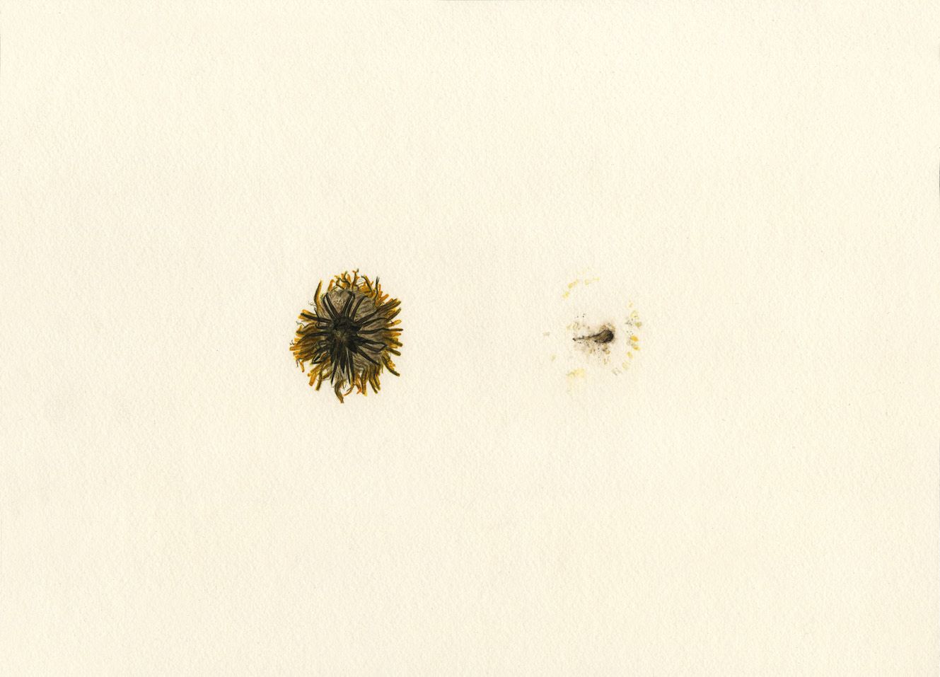 Florit 004
